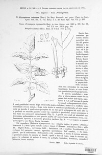 Phytophthora infestans image